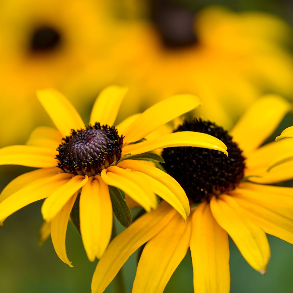 Rudbeckia fulgida Pot of Gold