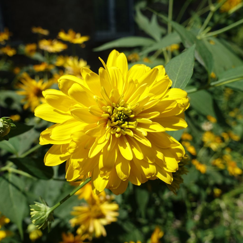 Rudbeckia laciniata Goldquelle