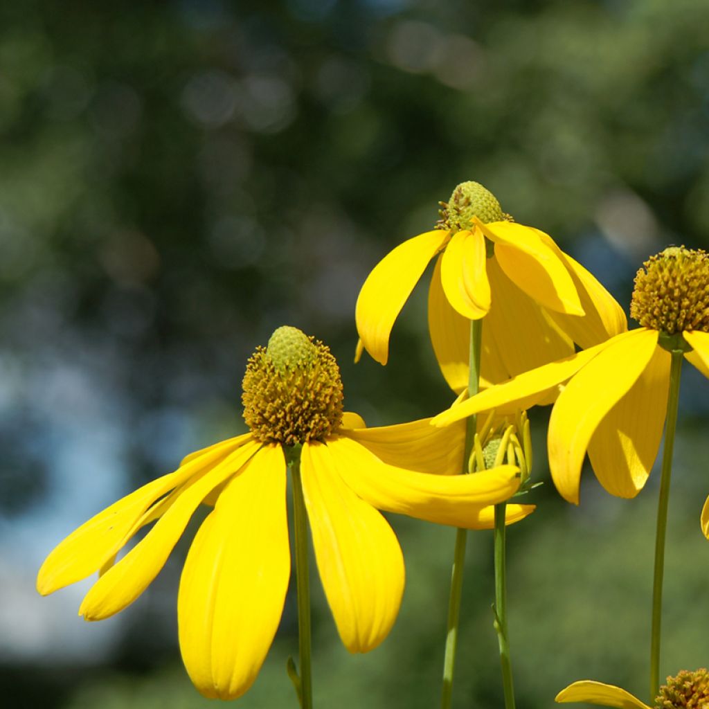 Rudbeckia nitida Herbstsonne - Soleil vivace d'automne