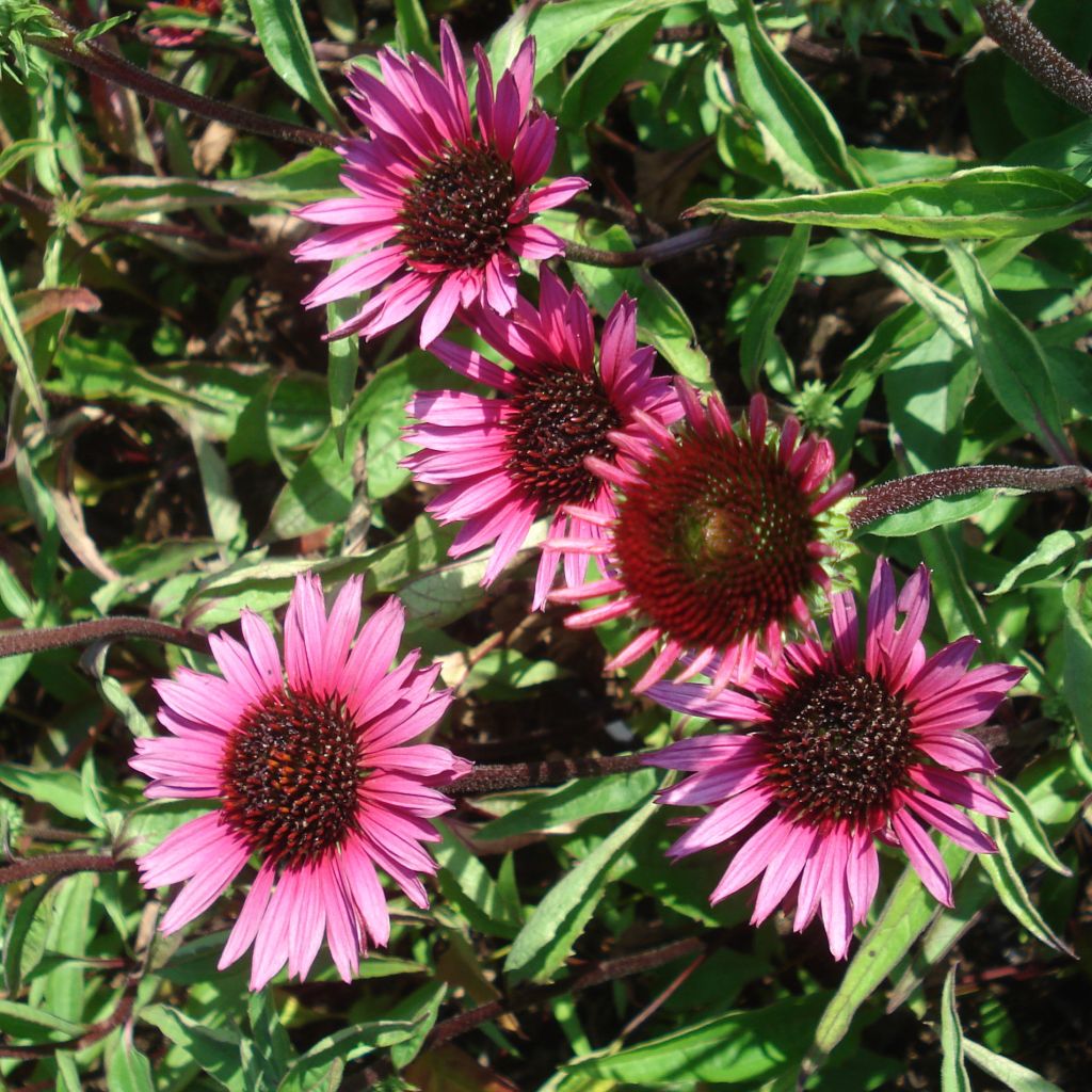 Rudbeckia ou Echinacea purpurea Vintage Wine - Rudbeckia pourpre