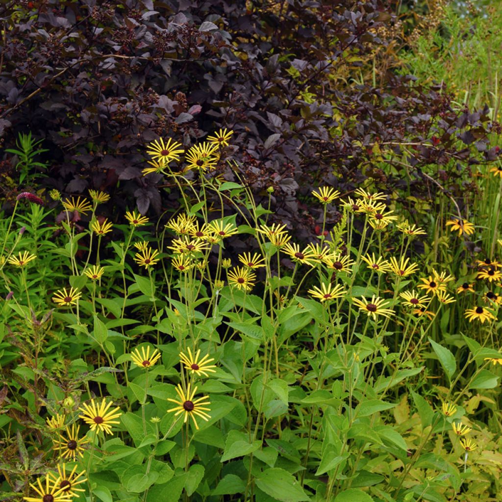 Rudbeckia subtomentosa Henry Eilers