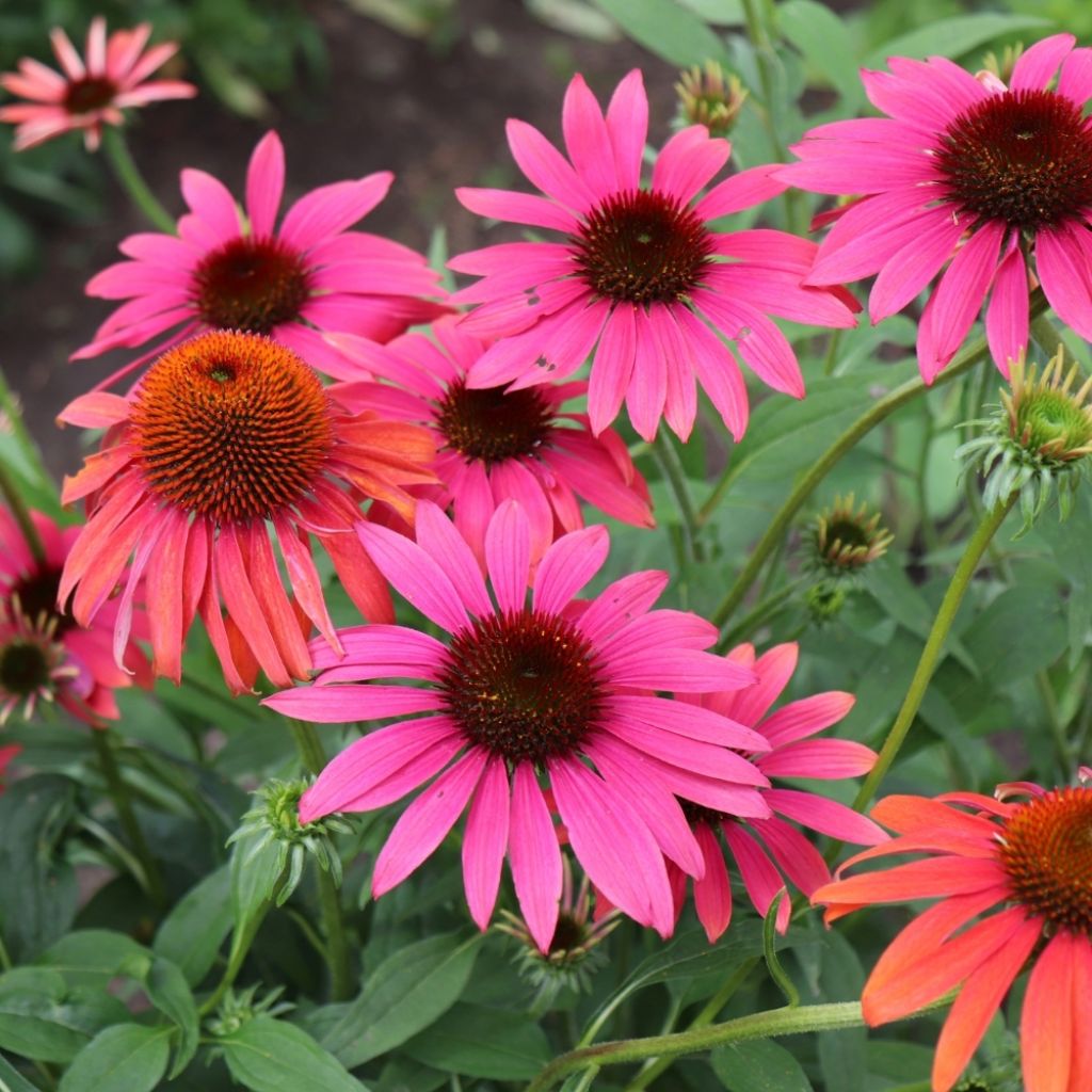 Echinacea Cheyenne Spirit - Echinacée