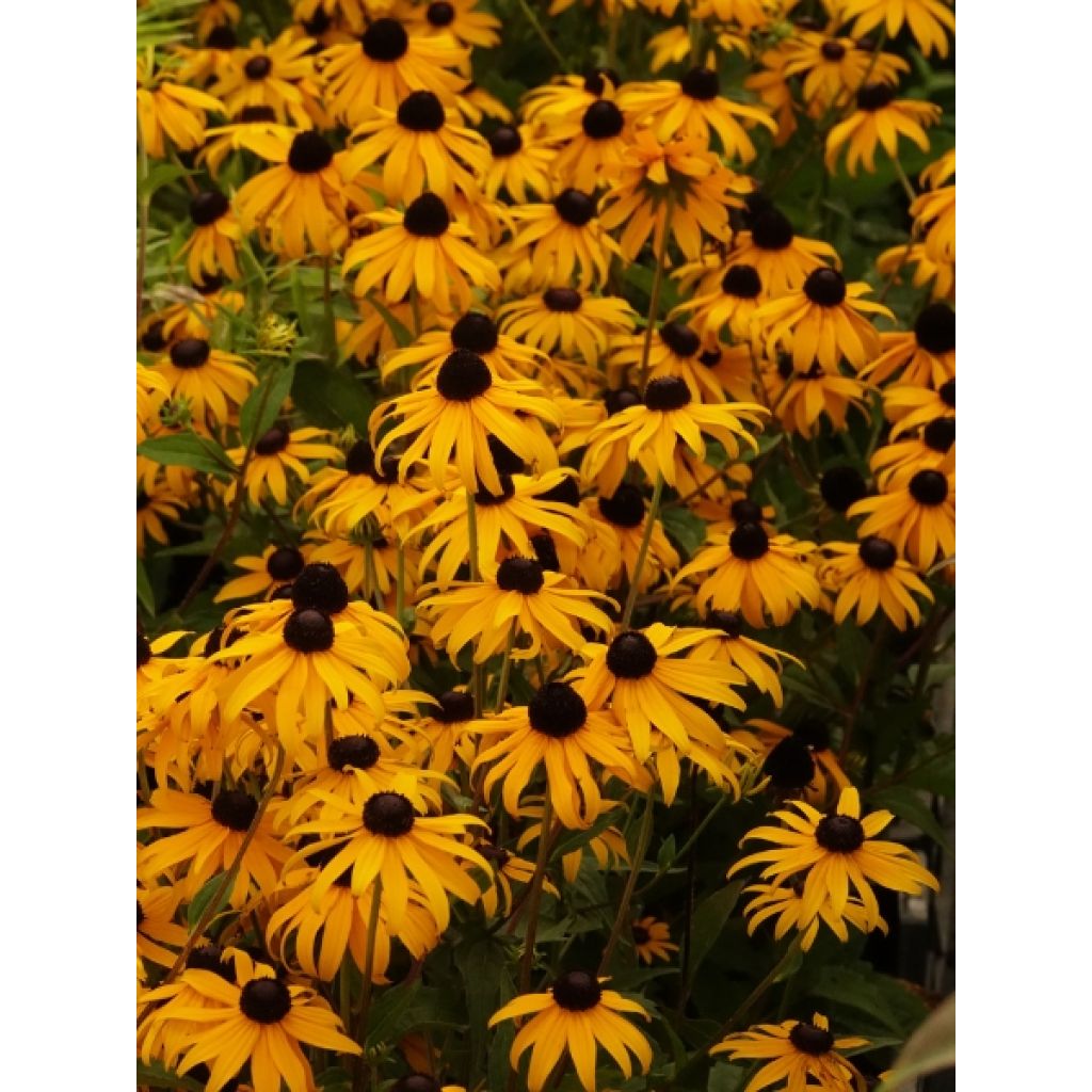 Rudbeckia fulgida Goldsturm - Soleil vivace d'automne