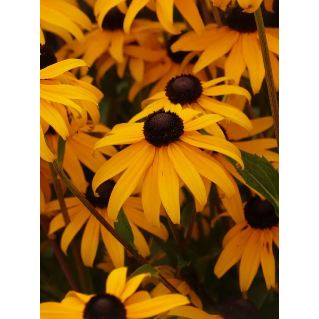 Rudbeckia fulgida Goldsturm - Soleil vivace d'automne