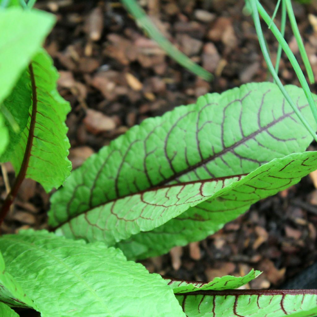 Oseille sanguine Bio (Oseille pourpre) - Ferme de Sainte Marthe