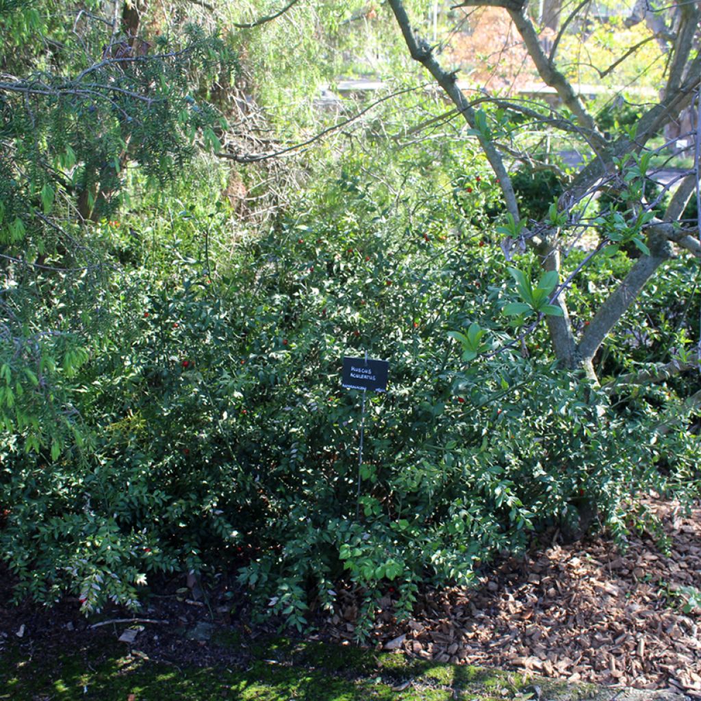 Ruscus aculeatus - Fragon petit houx 