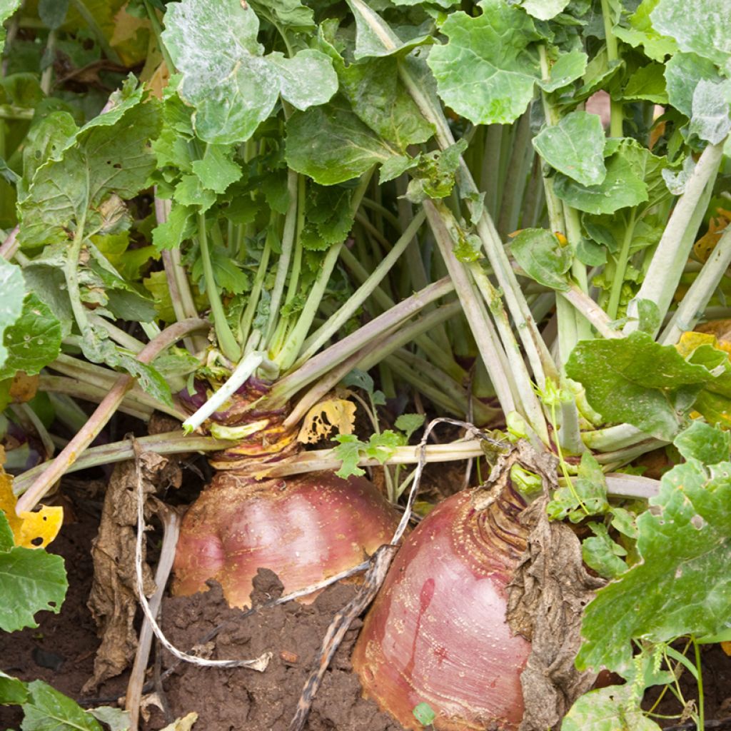 Rutabaga Champion (jaune à collet rouge) - Vilmorin