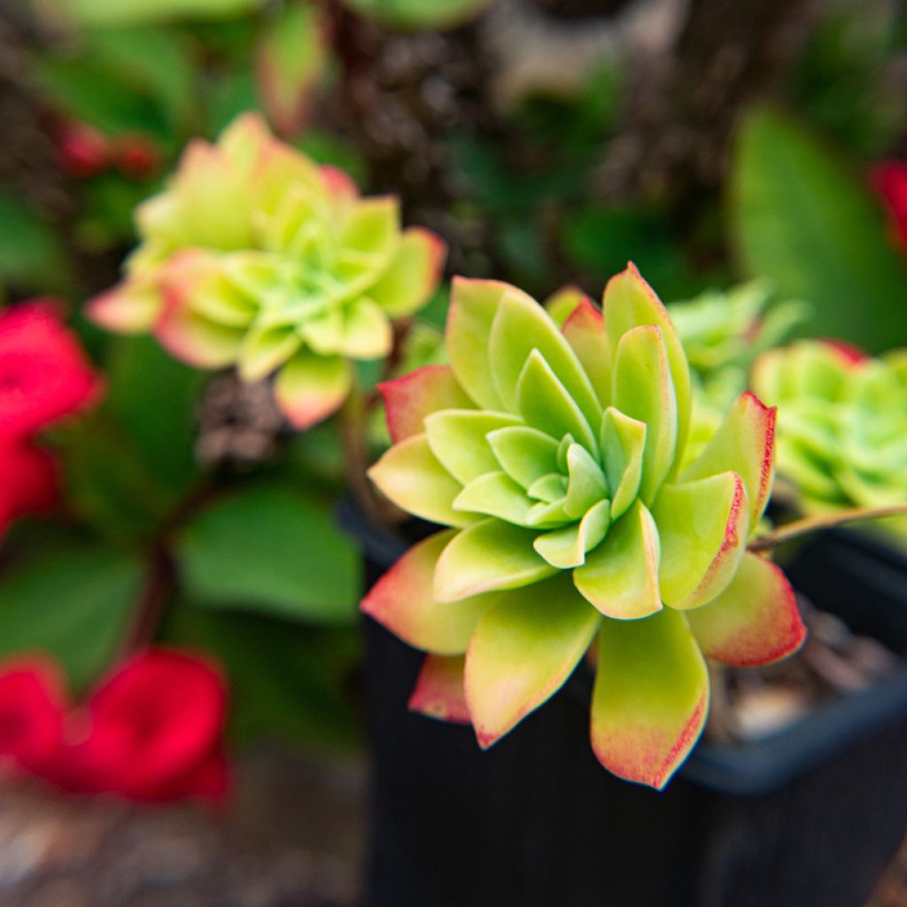 Sedum palmeri - Orpin de Palmer