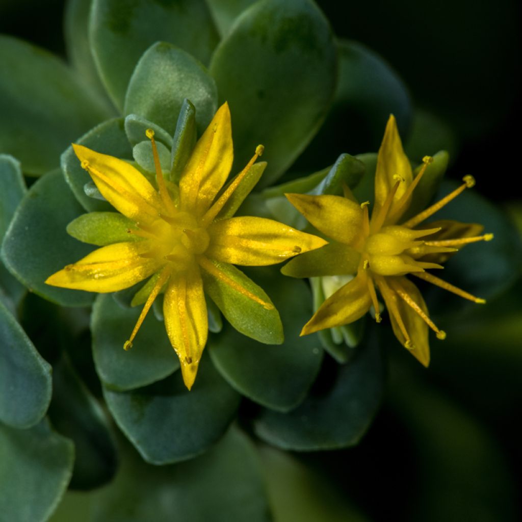 Sedum palmeri - Orpin de Palmer