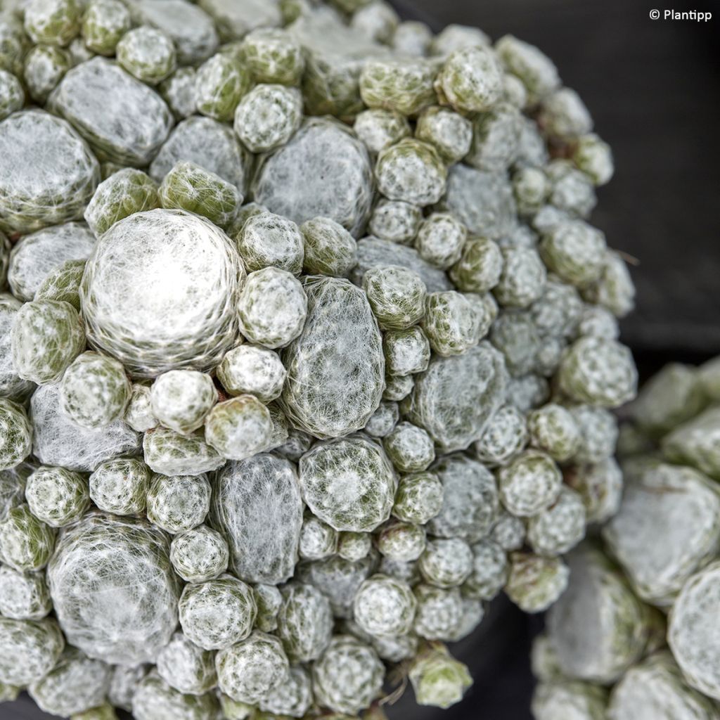 Sempervivum Colorockz Arctic White - Joubarbe toile-d'araignée