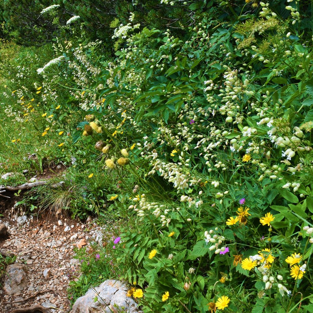 Silène enflé ou commun - Silene vulgaris