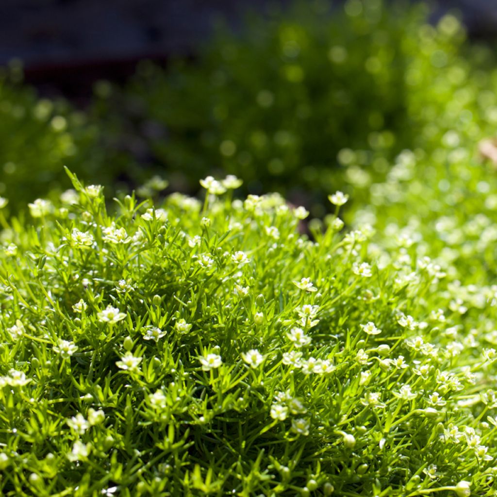 Sagina Green Moss - Sagine subulée