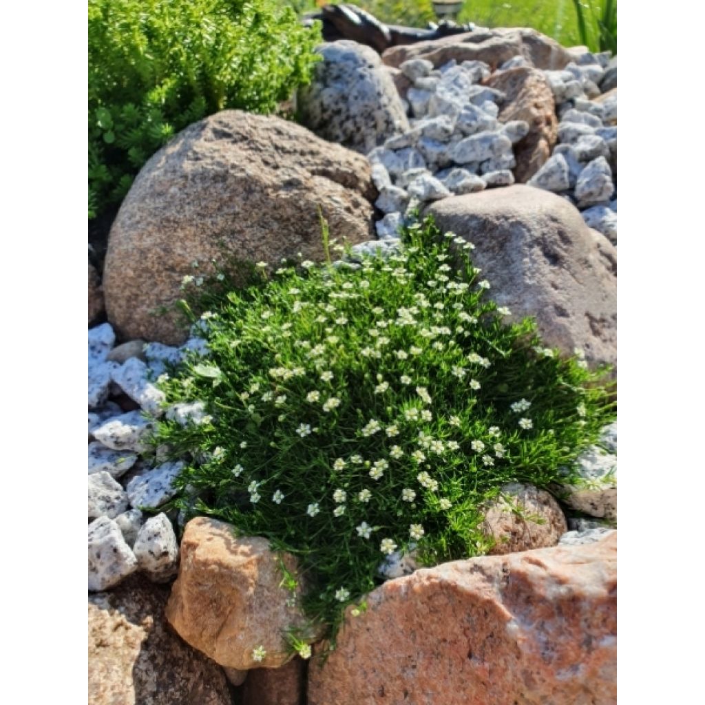 Sagina Green Moss - Sagine subulée