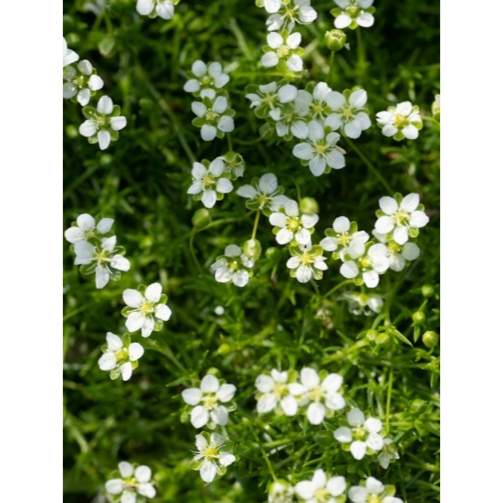 Sagina Green Moss - Sagine subulée