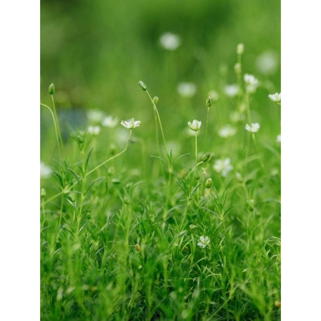 Sagina Green Moss - Sagine subulée