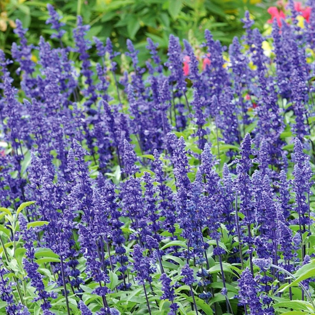 Sauge farineuse Saga bleue Mini-mottes