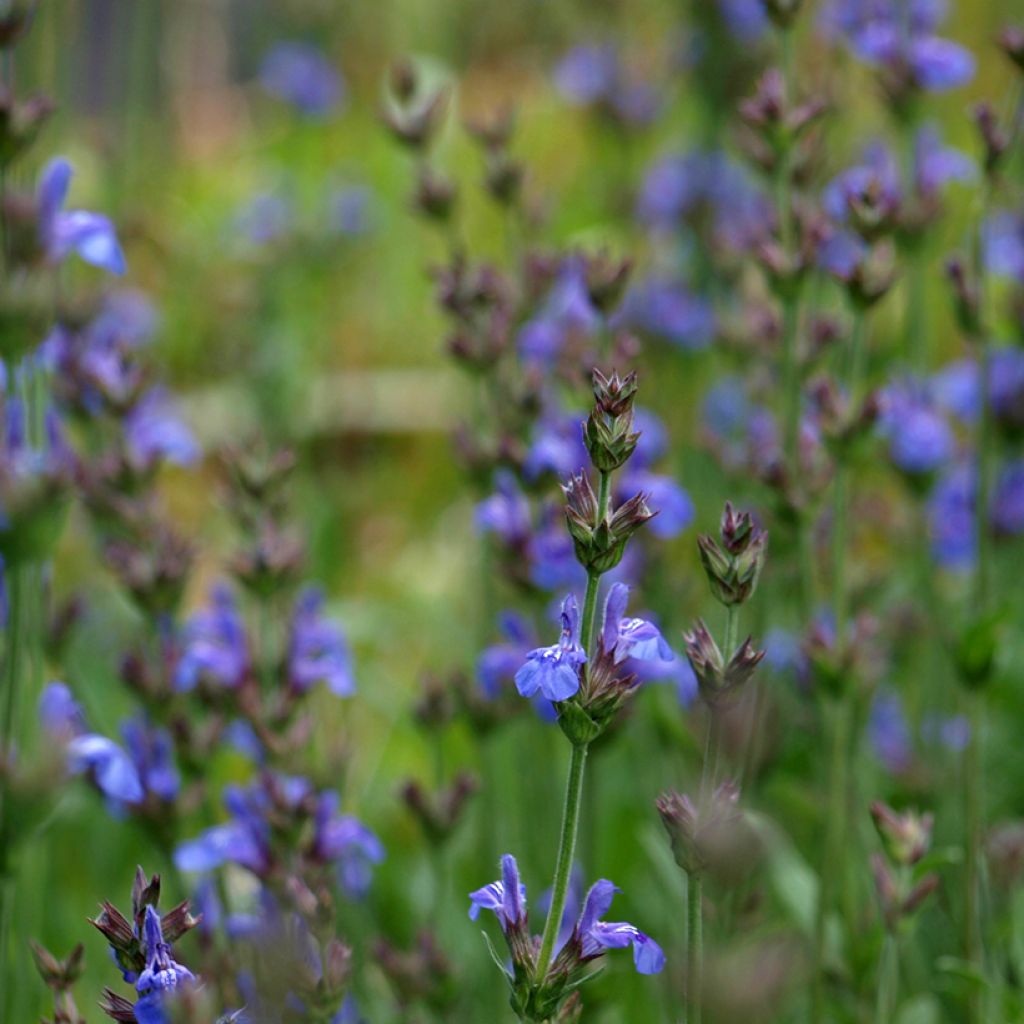 Salvia lavandulifolia - Sauge à feuilles de lavande