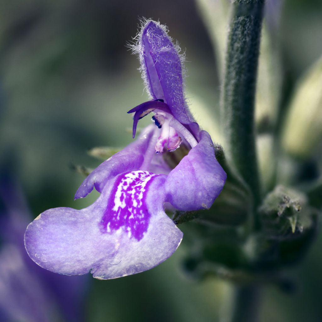Salvia lavandulifolia - Sauge à feuilles de lavande