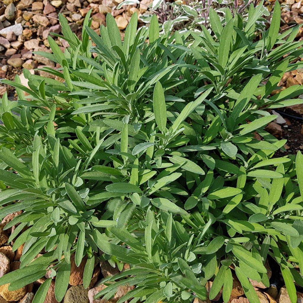 Salvia lavandulifolia - Sauge à feuilles de lavande