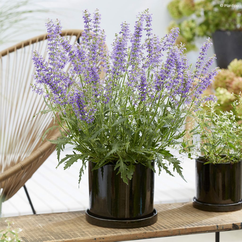 Salvia Feathers Peacock - Sauge hybride