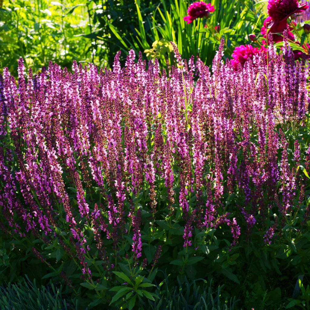 Salvia nemorosa Lyrical Rose - Sauge des bois