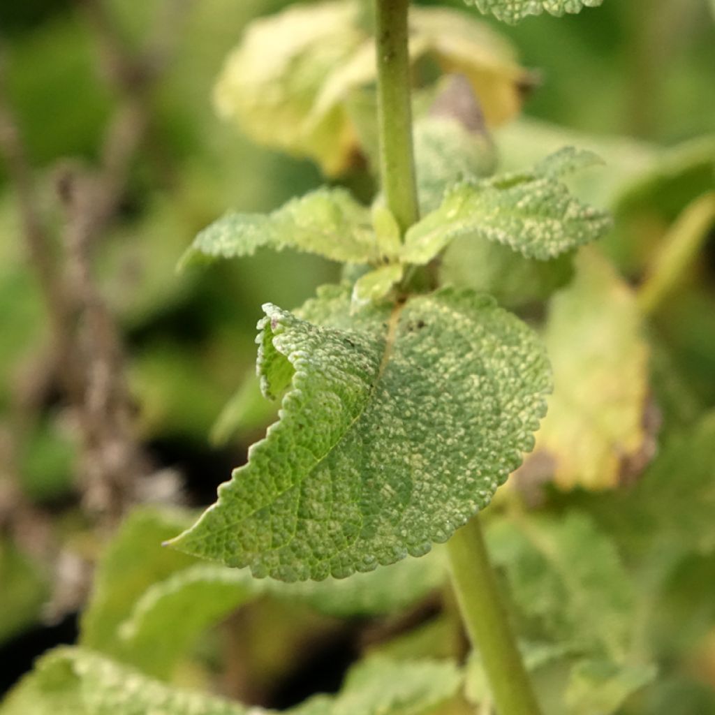 Salvia nemorosa Marcus Haeumanarc - Sauge des bois