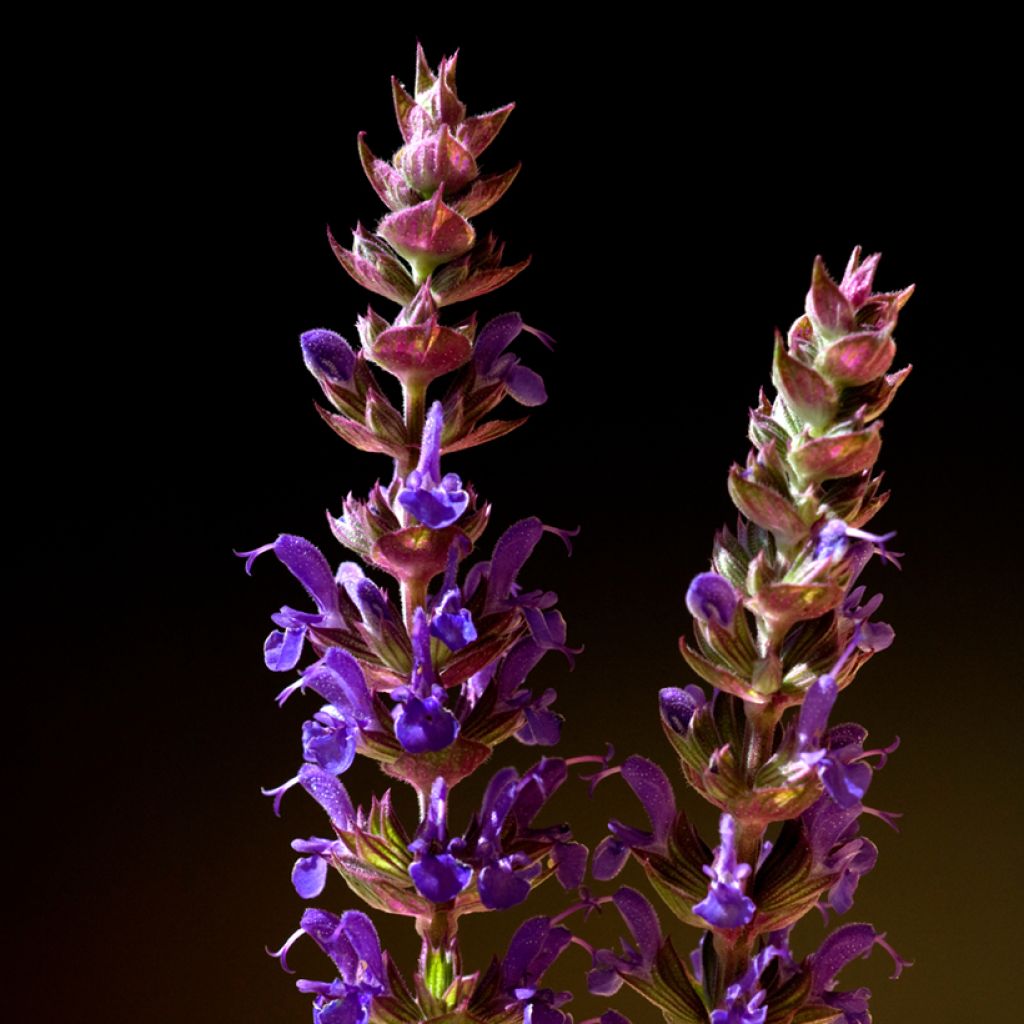 Salvia nemorosa Ostfriesland - Sauge des bois