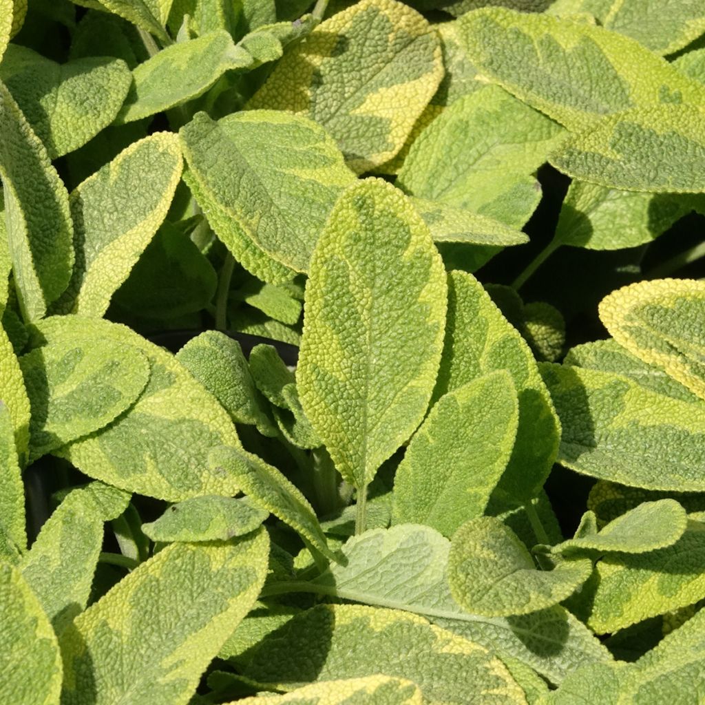 Salvia officinalis Aurea - Sauge officinale Aurea