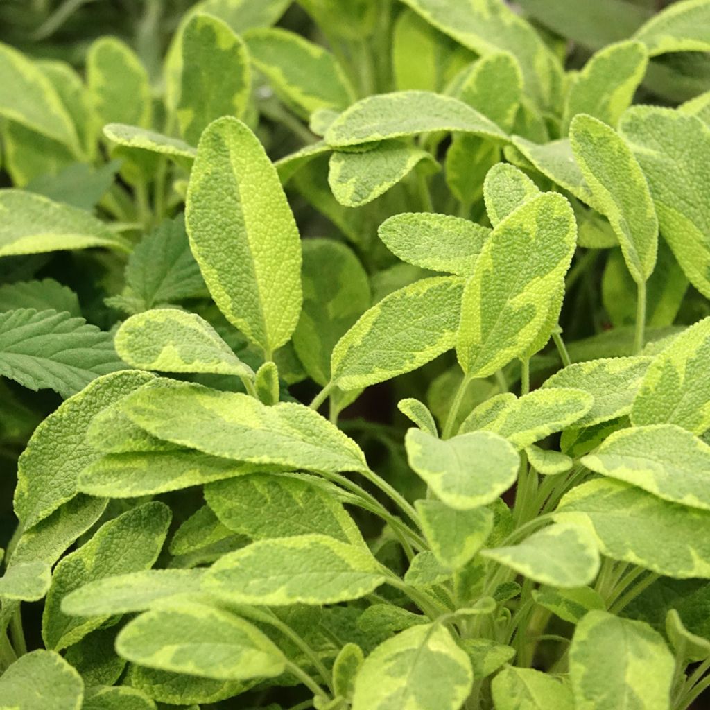 Salvia officinalis Icterina - Sauge officinale Icterina