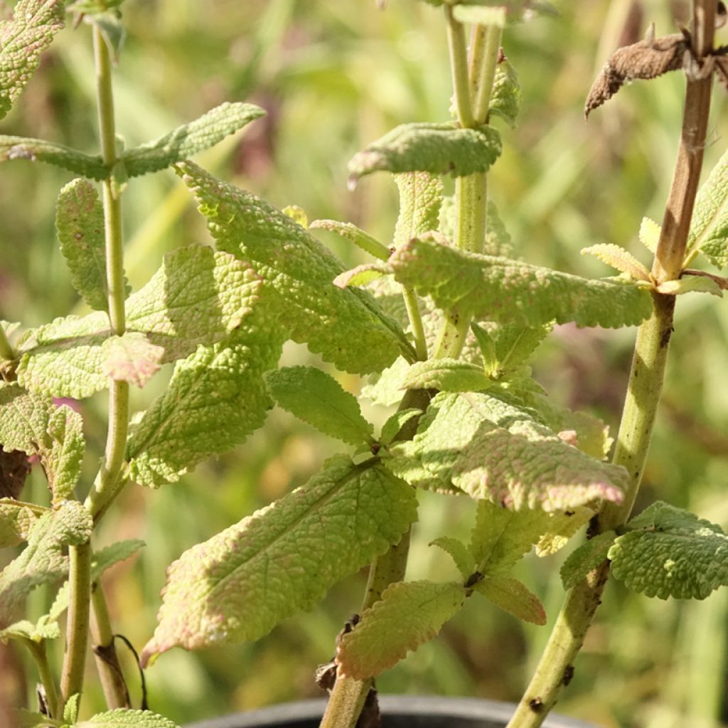 Salvia pratensis Lyrical Blues - Sauge des près