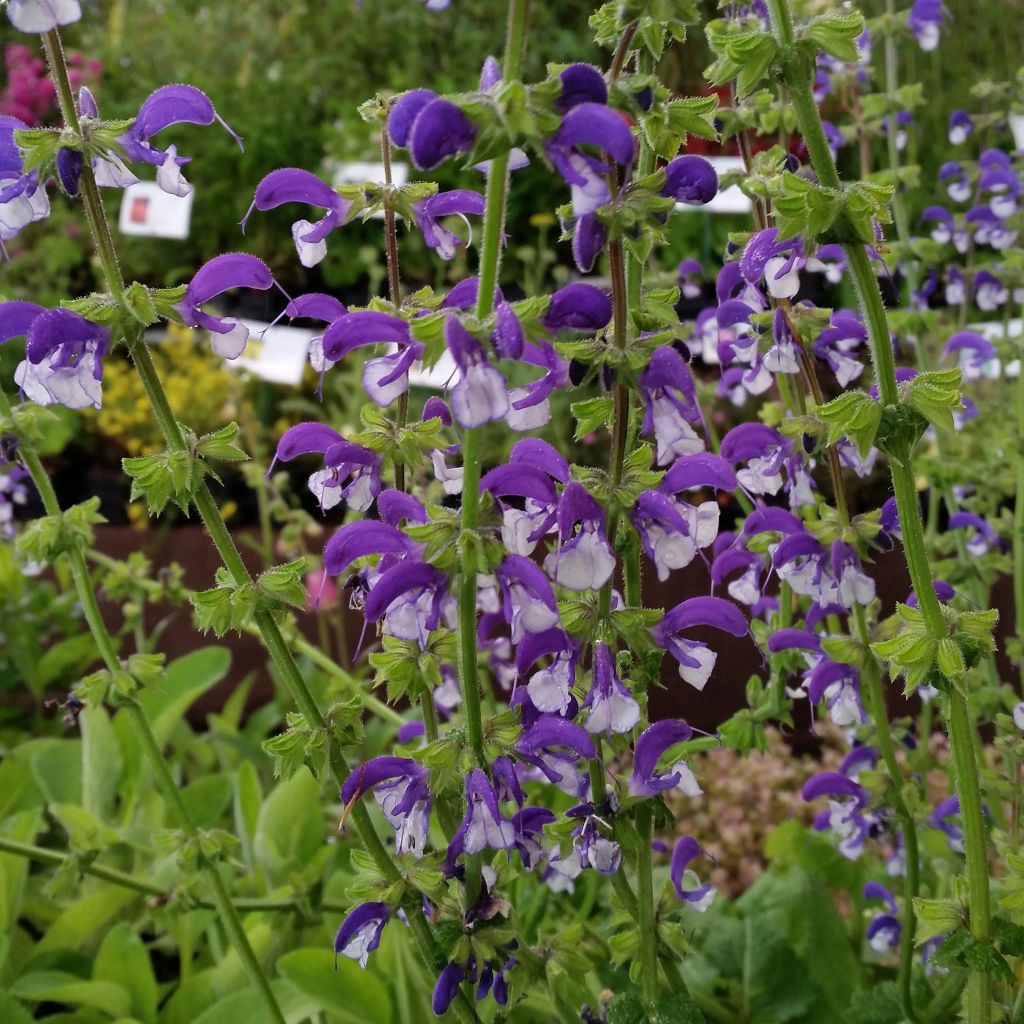 Salvia pratensis Madeline - Sauge des près