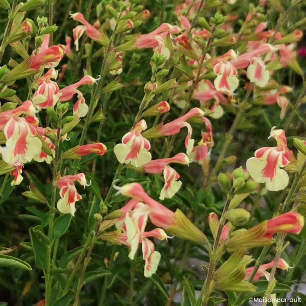 Sauge arbustive Belle de Loire - Salvia jamensis
