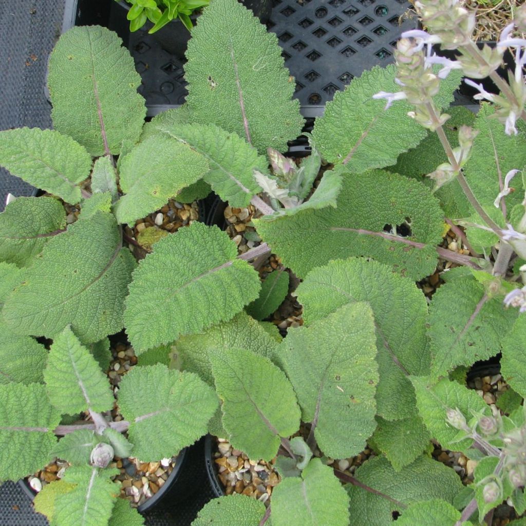 Salvia moorcroftiana - Sauge de Moorcroft