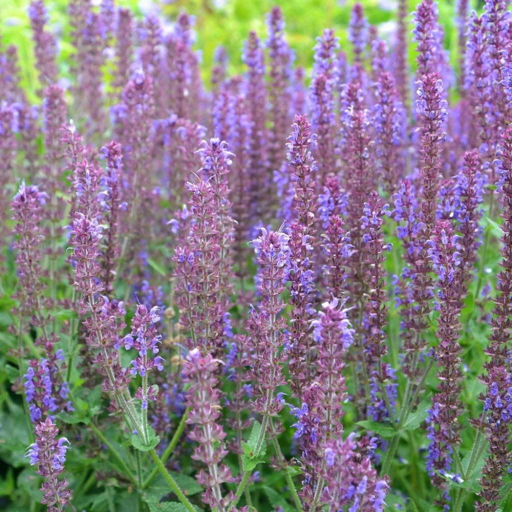 Salvia nemorosa Ostfriesland - Sauge des bois