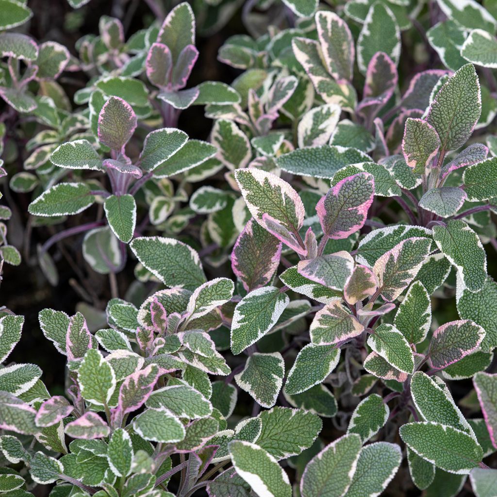 Sauge officinale Tricolor - Salvia officinalis
