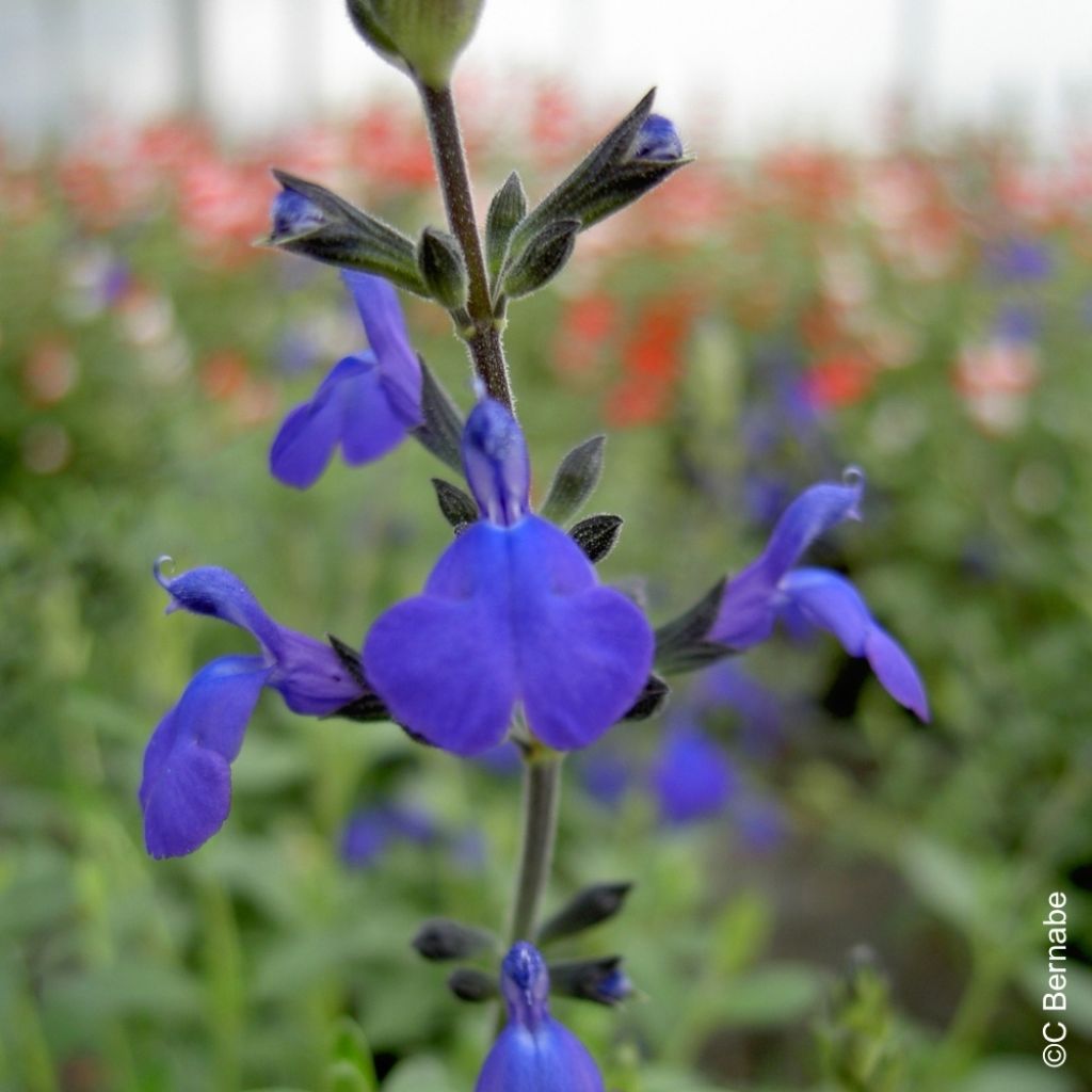 Sauge arbustive Blue Note - Salvia microphylla