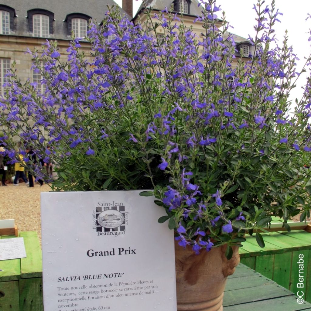 Sauge arbustive Blue Note - Salvia microphylla