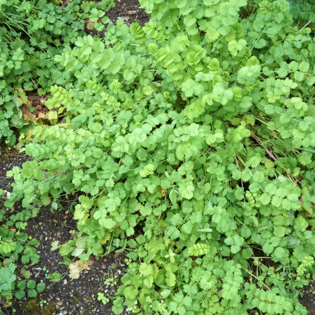 Sanguisorba minor - Petite Pimprenelle