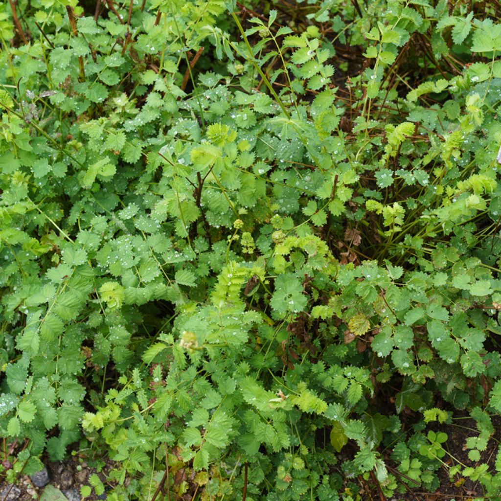 Sanguisorba minor - Petite Pimprenelle