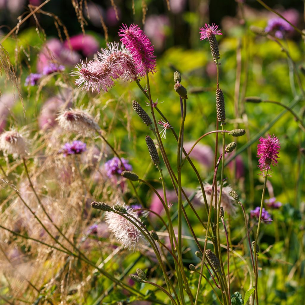 Sanguisorba obtusa - Pimprenelle japonaise