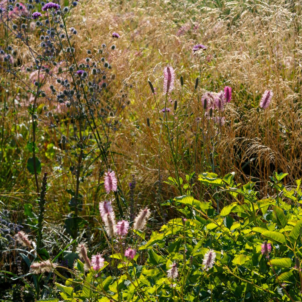 Sanguisorba obtusa - Pimprenelle japonaise