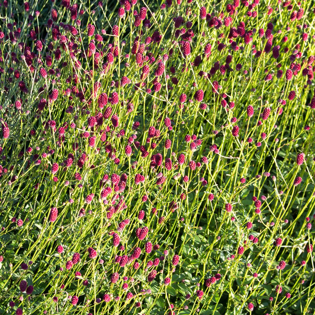 Sanguisorba officinalis Tanna - Grande Pimprenelle