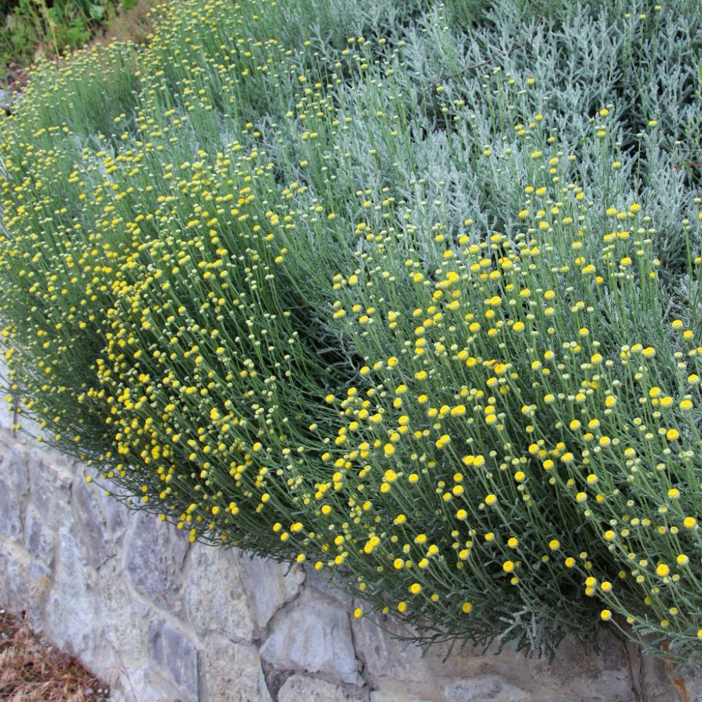 Santolina chamaecyparissus - Santoline argentée  