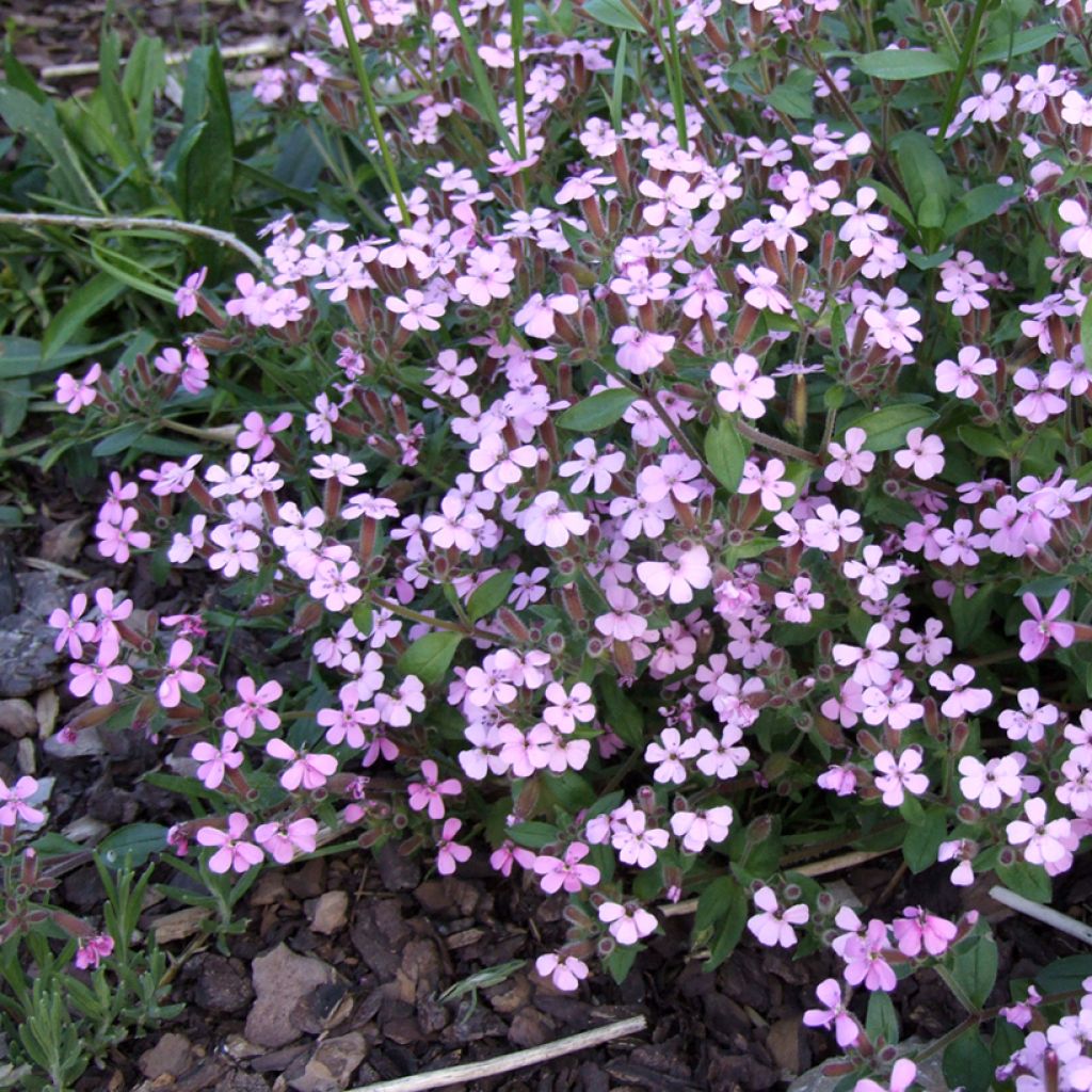 Saponaria ocymoides - Saponaire de Montpellier