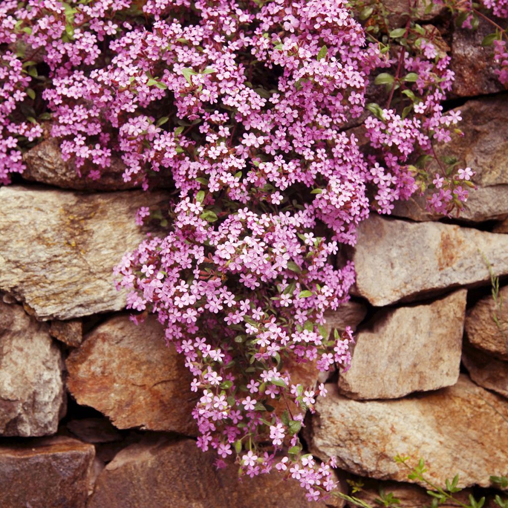 Saponaria ocymoides - Saponaire de Montpellier