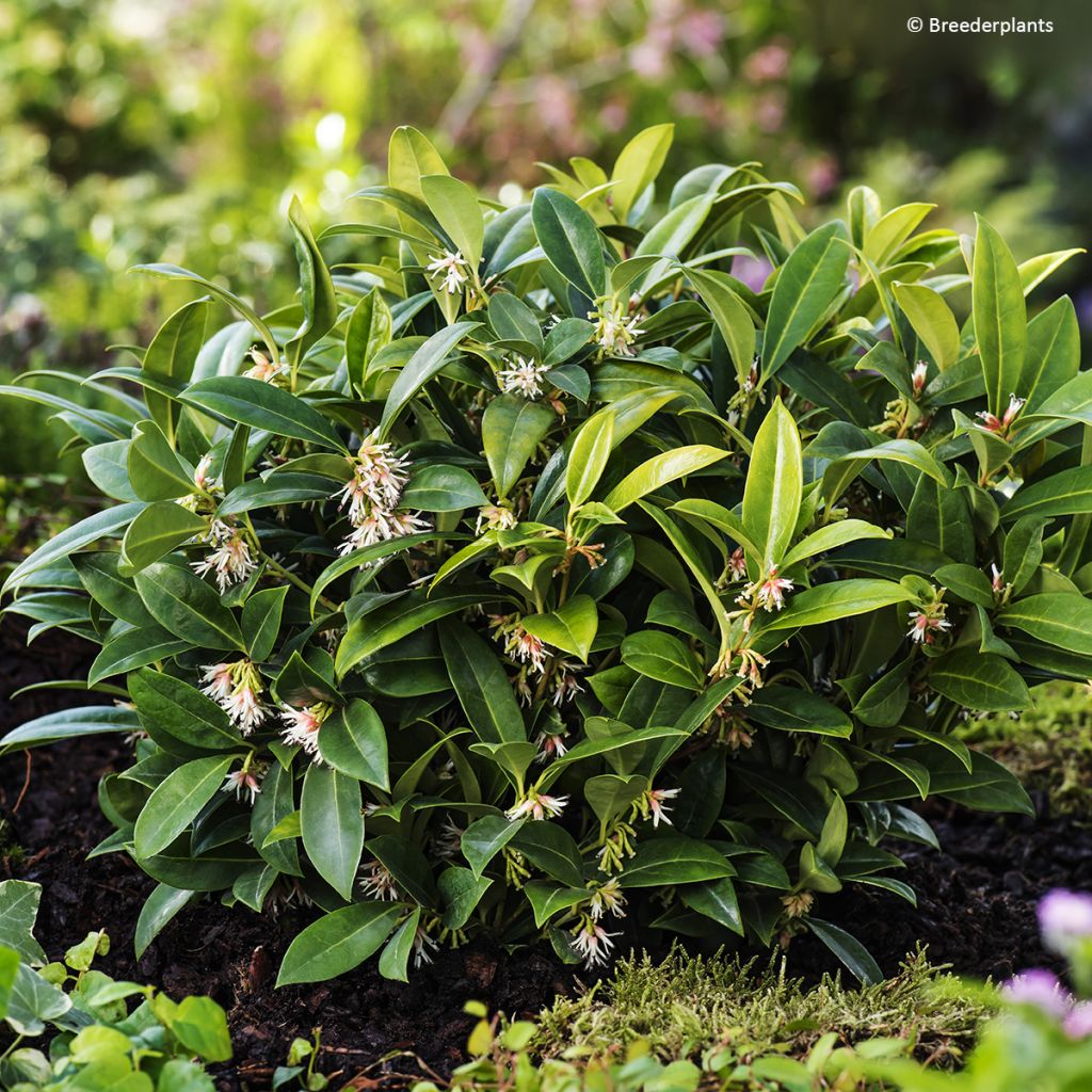 Sarcococca Fragrant Mountain