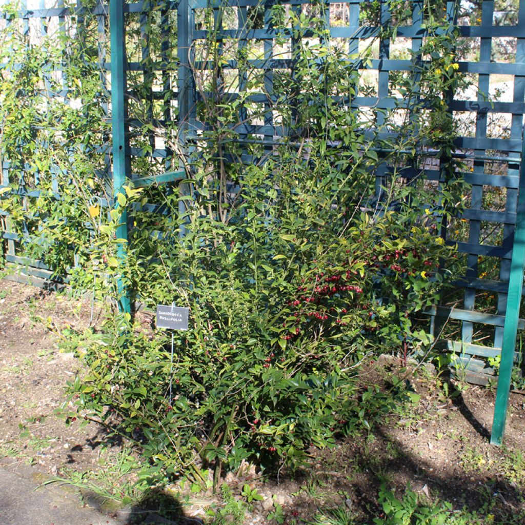 Sarcococca ruscifolia - Sarcocoque à feuilles de Ruscus