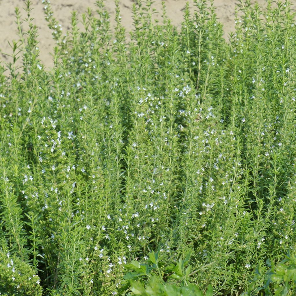 Sarriette annuelle - Satureja hortensis
