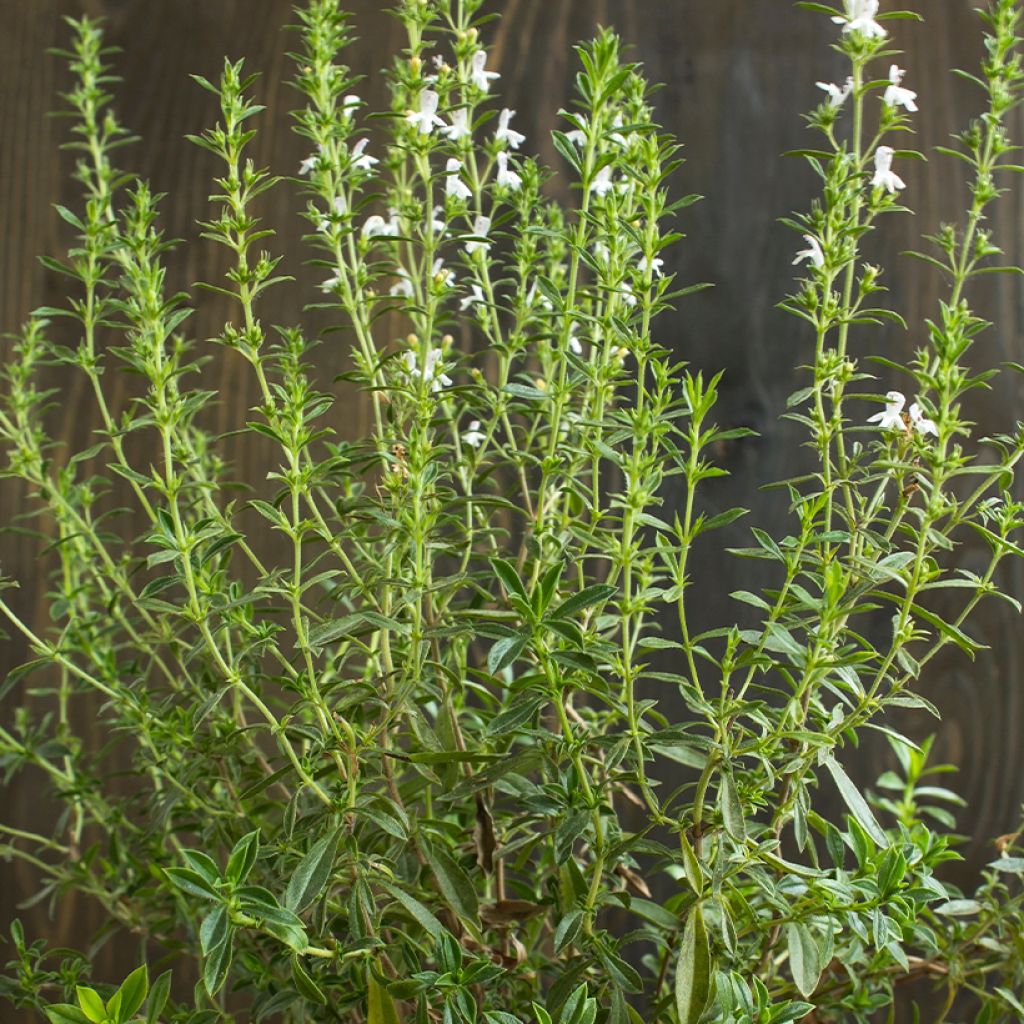 Sarriette annuelle - Satureja hortensis