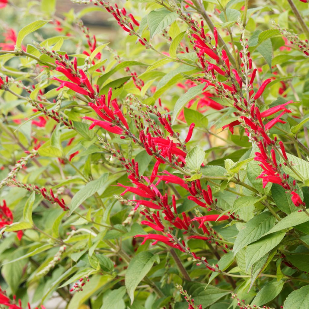Sauge Ananas - Salvia elegans
